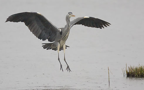 Blauwereiger061207A